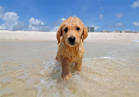 5 Dog Friendly Beaches On Floridas Gulf Coast Beach