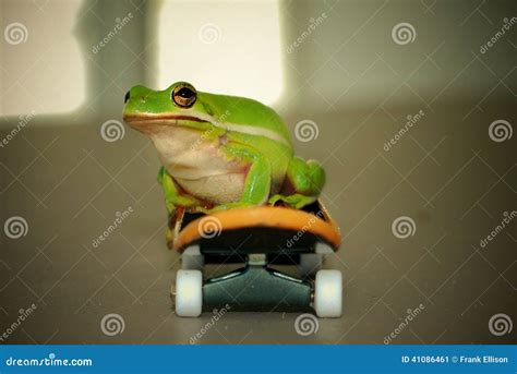 Frog Skateboard Stock Photos Download 4 Royalty Free Photos