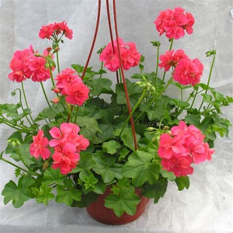 Пеларгония плющелистная "Pelargonium" купить по цене рублей от ...