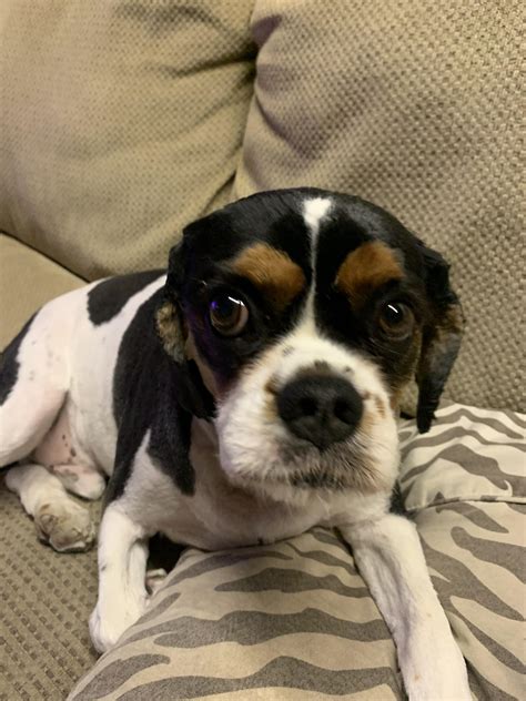 Naked Pooch Shaved Him Bald So Hes Comfy In The Summer Heat Looks A Bit Freaky But He Doesnt
