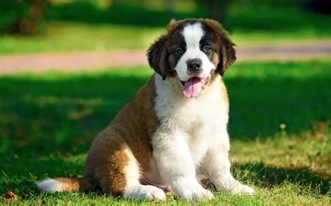 St Bernards Dogs Breed Facts And Information