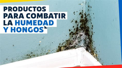 6 Productos Para Combatir La Humedad Y Hongos Youtube