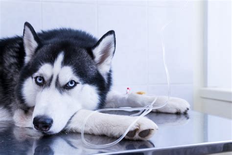 Is chemotherapy cruel in dogs? - Vet Help Direct