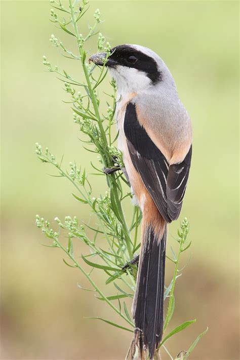 Long-tailed Shrike | Pet birds, Colorful birds, Tailed