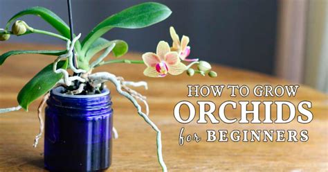 Orchid Care For Beginners Tips From A Lifelong Grower