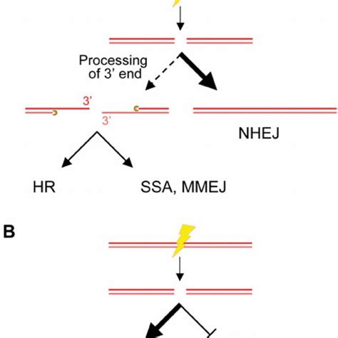 Nhej In Mammalian Cells Download Scientific Diagram