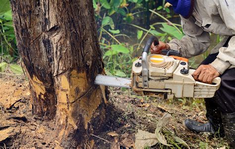 Tree Removal Newmarket Terrific Trees