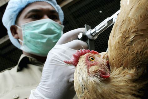 印度11歲男童染h5n1禽流感病逝 境內首例 國際要聞 全球 Nownews今日新聞