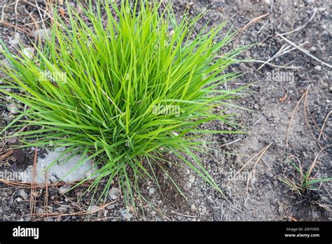 tuft of grass on the ground Stock Photo - Alamy