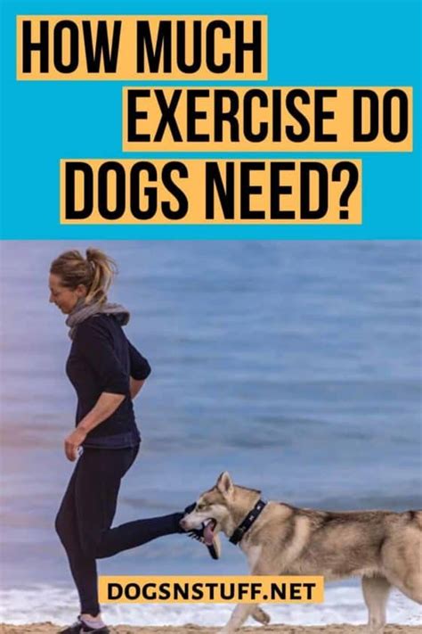 How Much Exercise Does A Dog Need Every Day Dogs N Stuff