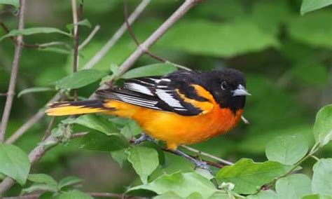 Baltimore Oriole – Indiana Audubon