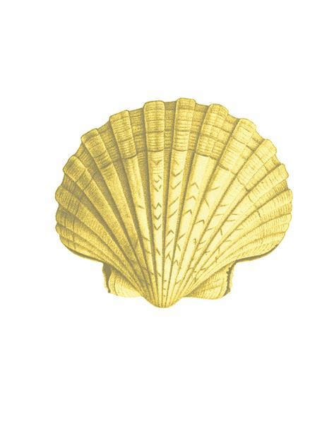 Download Seashell Green - WallpaperTip