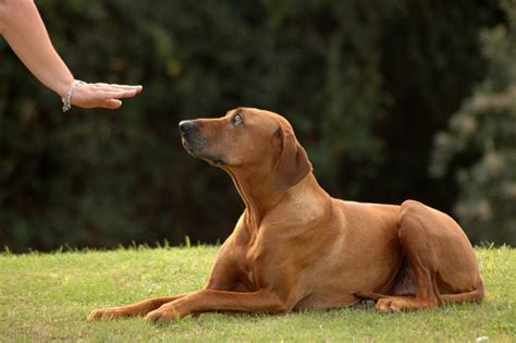 ultimate dog training commands list common  advanced