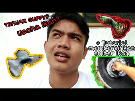 Usahaguppy GuppyIndonesia IKAN GUPPY USAHA MUDAH MODAL MURAH MERIAH