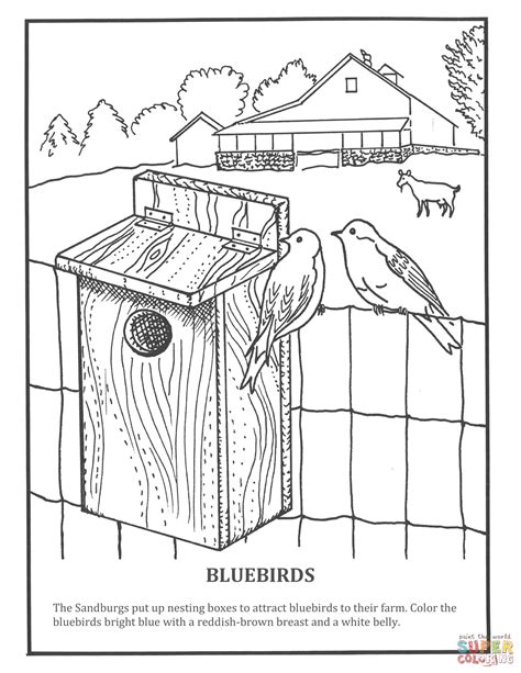 Bluebirds coloring page | Free Printable Coloring Pages