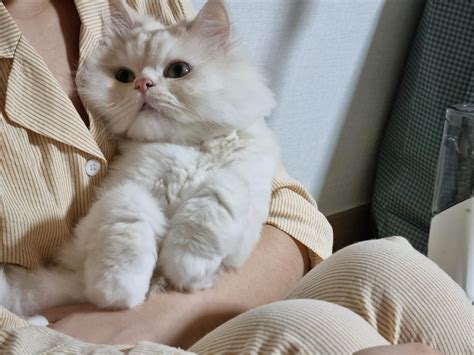 자취하면서 강아지고양이 키우는 집사님들 애기 혼자있을때 에어컨 하루종일 켜둬 나는 원격으로 껐다켰다해주는데너무 더우려나