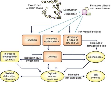 Figure 1 From Pathophysiology And Clinical Manifestations Of The B