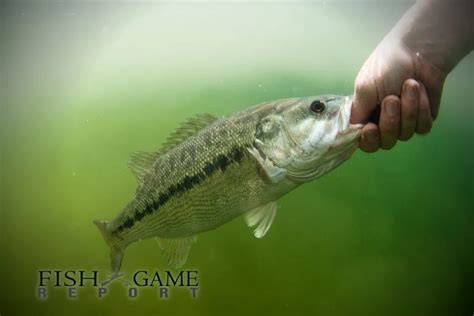 Spotted Vs Largemouth Bass Differences Explained Fish And Game Report