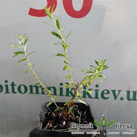 Буддлея очереднолистная Юник (Unique) ⏩ продажа саженцев в Украине