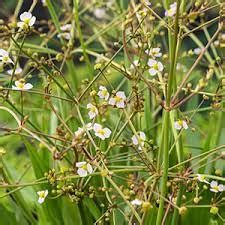 Alisma Lanceolata - Beechmount Garden Centre