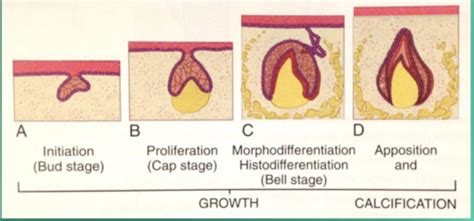 Lecture 9: Development and Developmental Abnormalities of Teeth ...