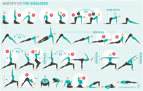 Anatomy 101 - the shoulders — YOGARU