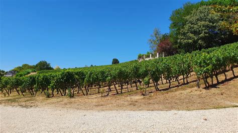 Info Tours Vendanges en Touraine les recrutements ont commencé