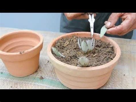 Reproducci N Del Kalanchoe Tomentosa En Tomentosa Propagar