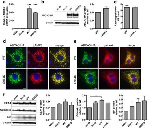 Cellular Effects Of 48 H Transient ABCA3 Expression In A549 Cells A