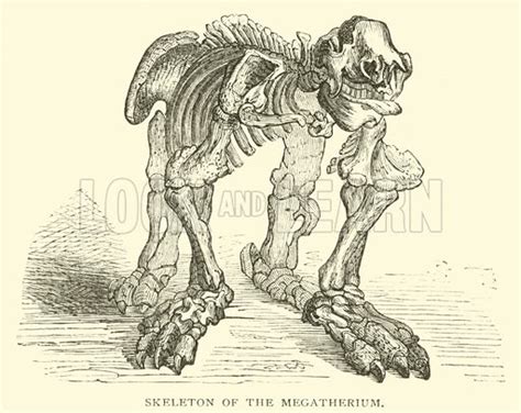 Skeleton of the Megatherium stock image | Look and Learn