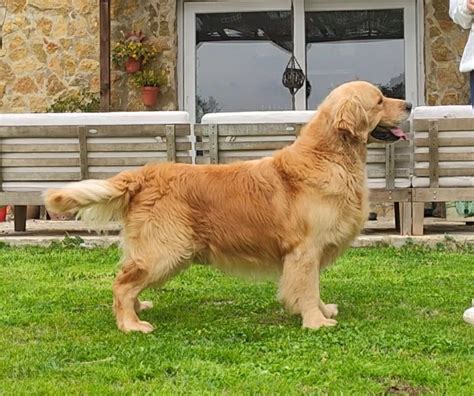 Chiot Golden Retriever CHIOT De L Hubac De Gaget