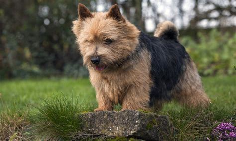 January 2024 Norwich Terrier Club