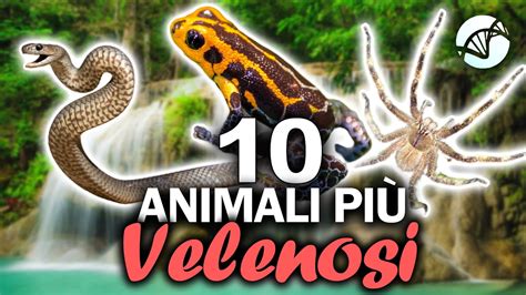 10 ANIMALI più VELENOSI del Mondo YouTube