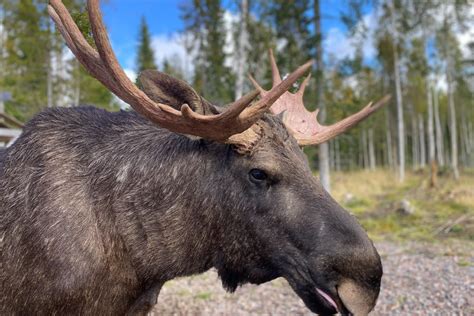 Möte med Älgförvaltningsgrupp 9