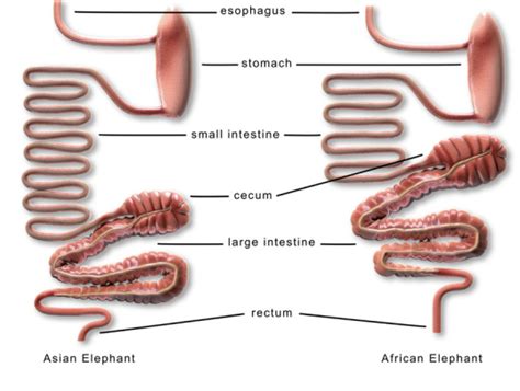 Digestion Asian Elephant