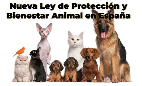 Nueva Ley de Protección y Bienestar Animal en España Qué Cambia para