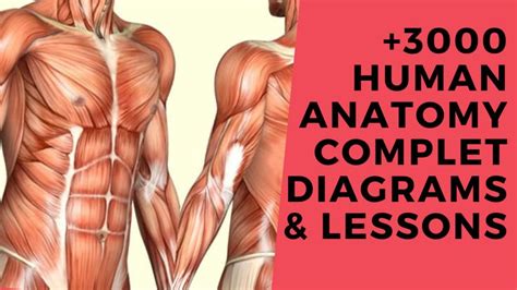 3000 Human Anatomy Complet Diagrams And Lessons Human Anatomy Anatomy Human