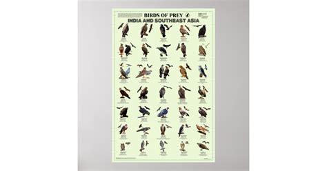 Birds Of Prey India And Southeast Asia Poster Zazzle