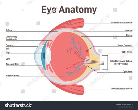 Eye Anatomy Human Vision Organ Cross Stock Vector Royalty Free