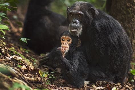 Chimpanse L S Om Udseende Adf Rd Og Levevis Lex