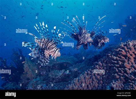 Common Lionfish Or Red Lionfish Pterois Volitans In A Coral Reef