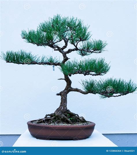 Ornamental Japanese Bonsai Tree Stock Photo - Image of japan, plant