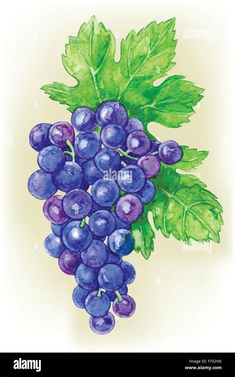 Branche De Vigne Dessiner Aquarelle Image Vectorielle Stock Alamy