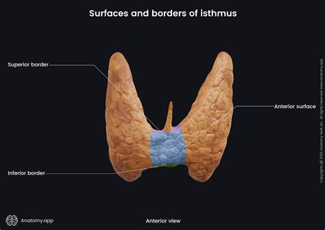 Thyroid Gland Encyclopedia Anatomyapp Learn Anatomy 3d Models