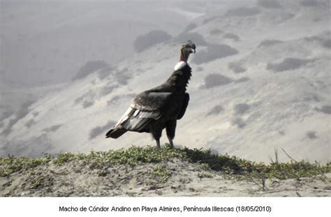 Naturaleza And Cultura Internacional El Cóndor Andino En La Península