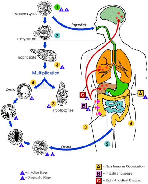 Amoebic Infections Enetmd