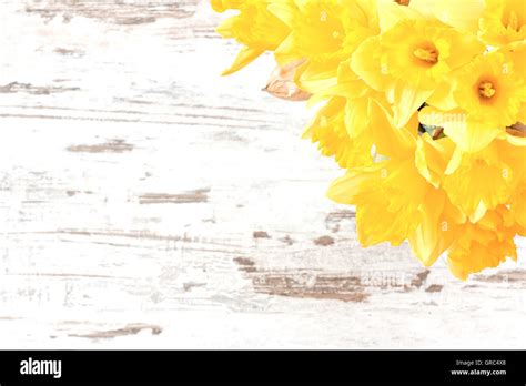 Bunch Of Yellow Daffodils On Rustic Wooden Background Stock Photo Alamy