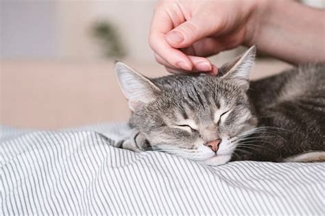 8 Most Common Cat Sleeping Positions And Meaning