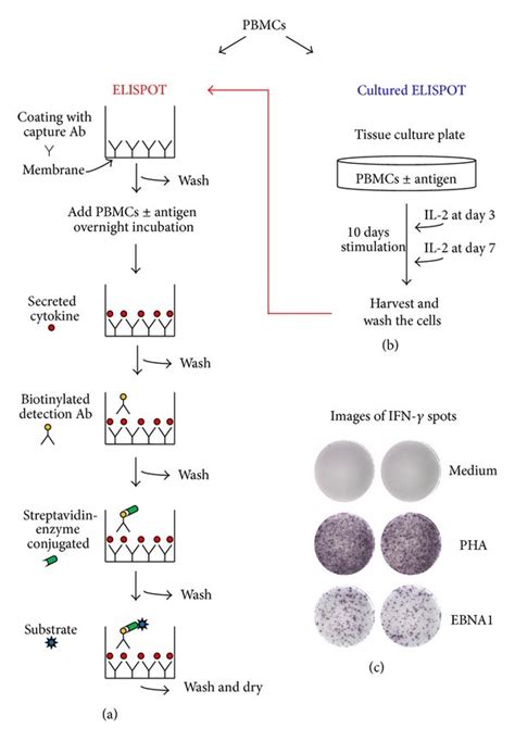 Schematic Representation Of Elispot Assays A The Standard Elispot Is