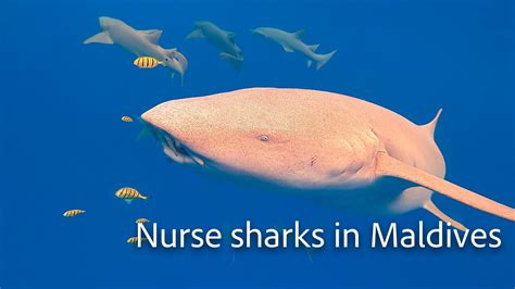 Snorkeling With Nurse Sharks Maldives Youtube